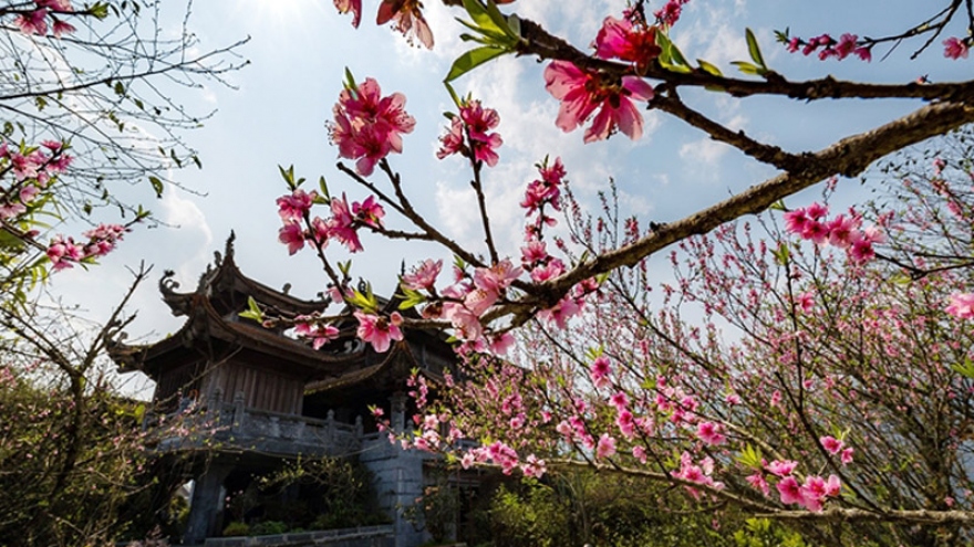 Stunning Japanese cherry blossoms spotted in Sa Pa